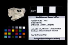 Foto (Objekt + Etikett) von Decapoda indet.  (NHMW-GEO-1990-0041-0380)